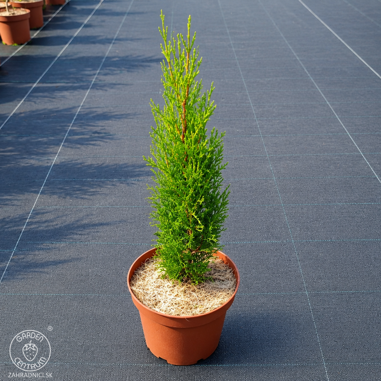 Obrázok Cyprus vždyzelený (Cupressus sempervirens) ´TOTEM´ - výška 25-35 cm, kont. C2L